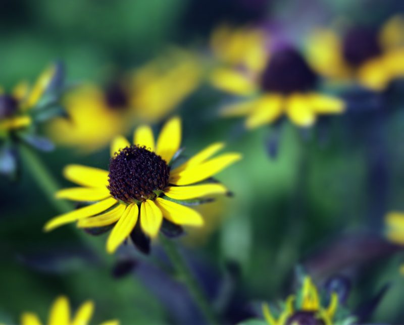 Flowers, yellow
