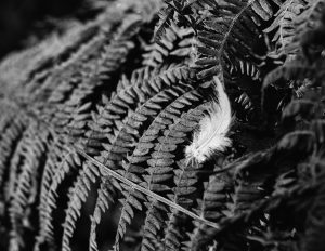 Feather and Fern