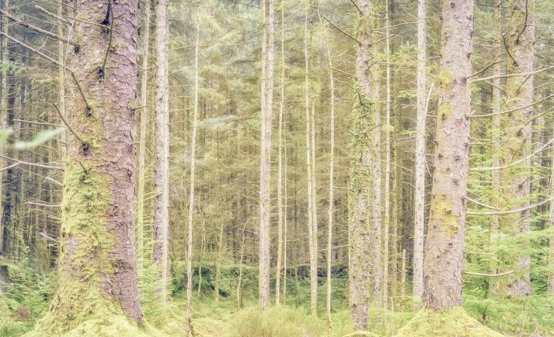 Gwydyr Forest