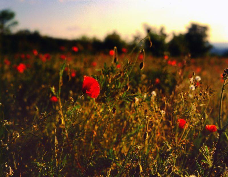 Poppy field, Marcorignan, France